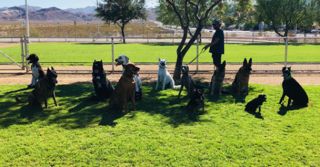 pet trainer henderson Sit Means Sit Dog Training Anthem