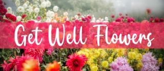 Shop Get Well Flowers Shop Now >