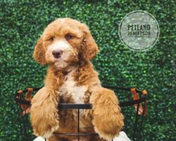 [#233655-06] Red / White F Goldendoodle 2nd Gen Puppies For Sale