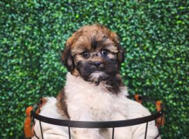 [#233124-04] Chocolate / White F ShihPoo Puppies For Sale