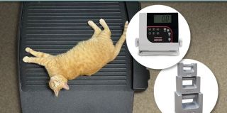 The Benefits of Using a Pet Scale for Weight Management