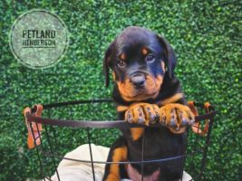 [#233368-02] Black / Tan M Rottweiler Puppies For Sale