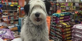 pet store henderson At Your Service Pet Supplies and Grooming