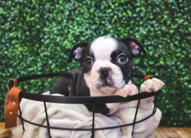 [#233364-02] Black / White M Boston Terrier Puppies For Sale