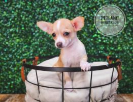 [#233143-01] Fawn M Chihuahua Puppies For Sale