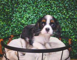 [#233047-04] Black White / Tan F Cavalier King Charles Spaniel Puppies For Sale