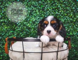 [#233188-02] Tri-Colored M Cavalier King Charles Spaniel Puppies For Sale
