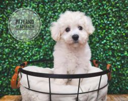 [#233471-04] White F Bichon Frise Puppies For Sale