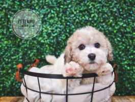 [#233335-02] Sable / White F Bichapoo Puppies For Sale