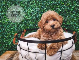 [#233277-02] Red F Poodle Puppies For Sale