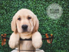 [#233534-09] Yellow F Labrador Retriever Puppies For Sale