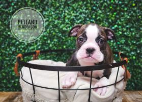 [#233403-01] Brindle / White M Boston Bulldog Puppies For Sale