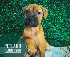 [#233049-07] Red Fawn F Bullmastiff Puppies For Sale