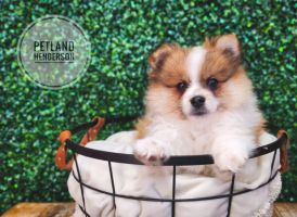 [#233310-01] Chocolate / White M Pomeranian Puppies For Sale