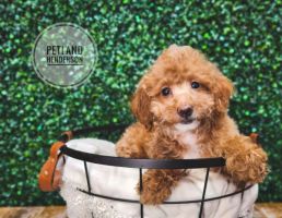 [#233277-06] Red F Poodle Puppies For Sale