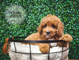 [#233376-05] Red F Goldendoodle Mini 2nd Gen Puppies For Sale