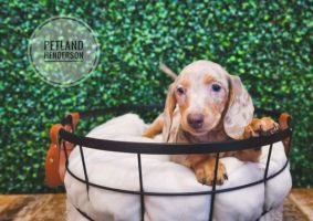 [#233178-03] Chocolate Roan M Dachshund Puppies For Sale