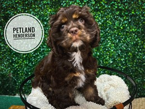 [#232905-06] Chocolate F Cocker Spaniel Puppies For Sale