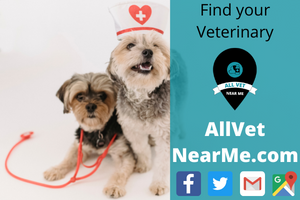 Find your Veterinary - allvetnearme.com 10