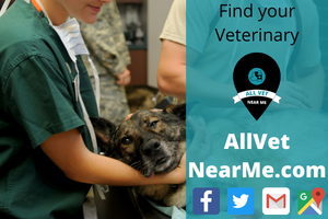 Find your Veterinary - allvetnearme.com 12