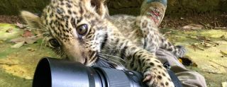 Cheetah cub wildlife