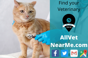 Find your Veterinary - allvetnearme.com 11